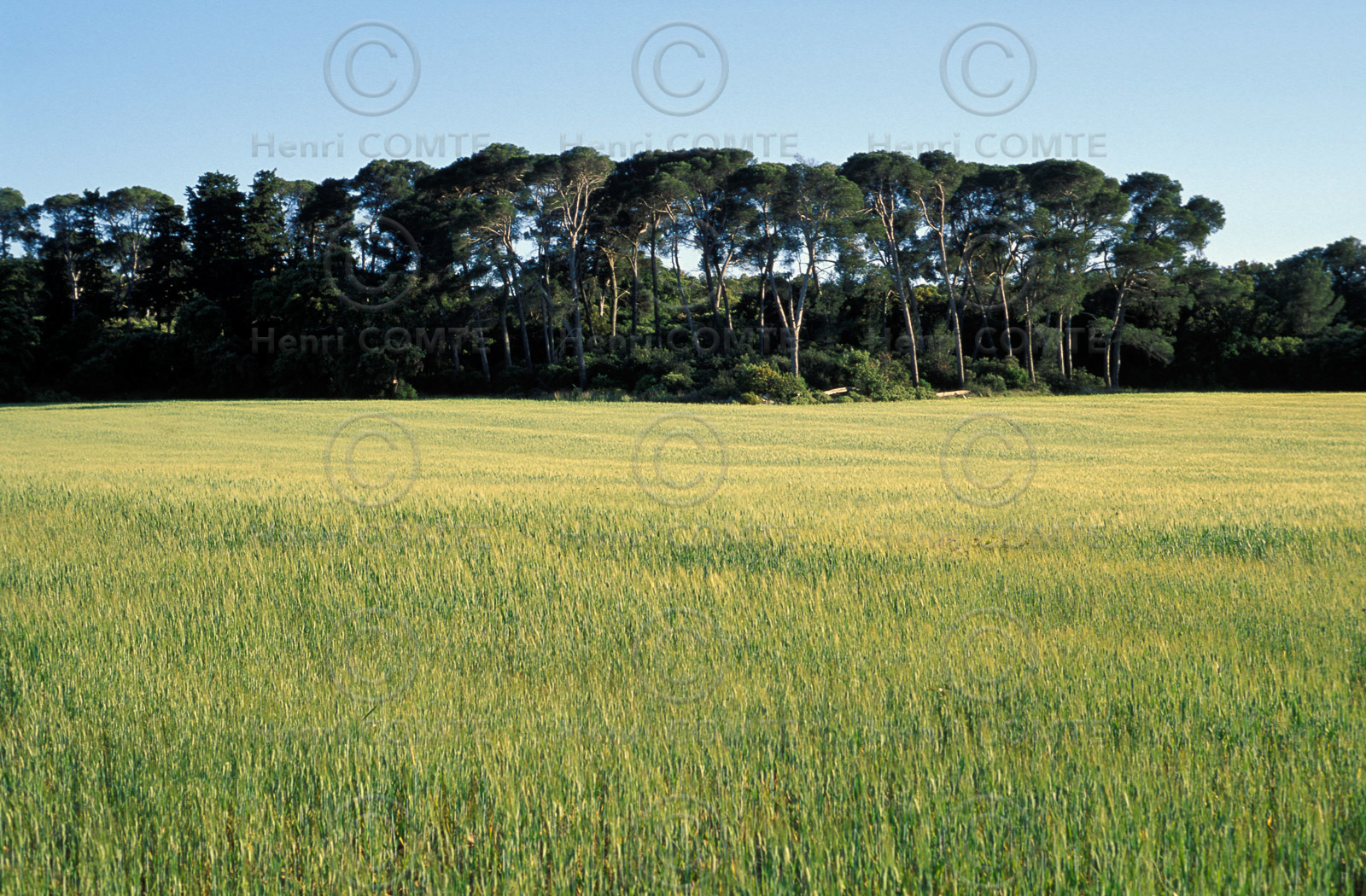 Champ de blé