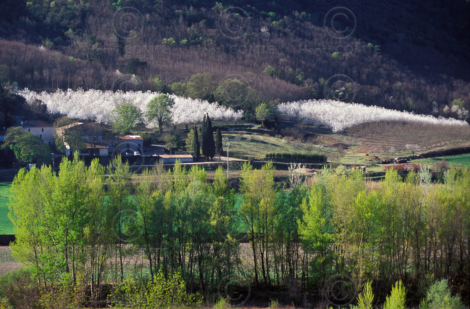 Cerisiers en fleurs
