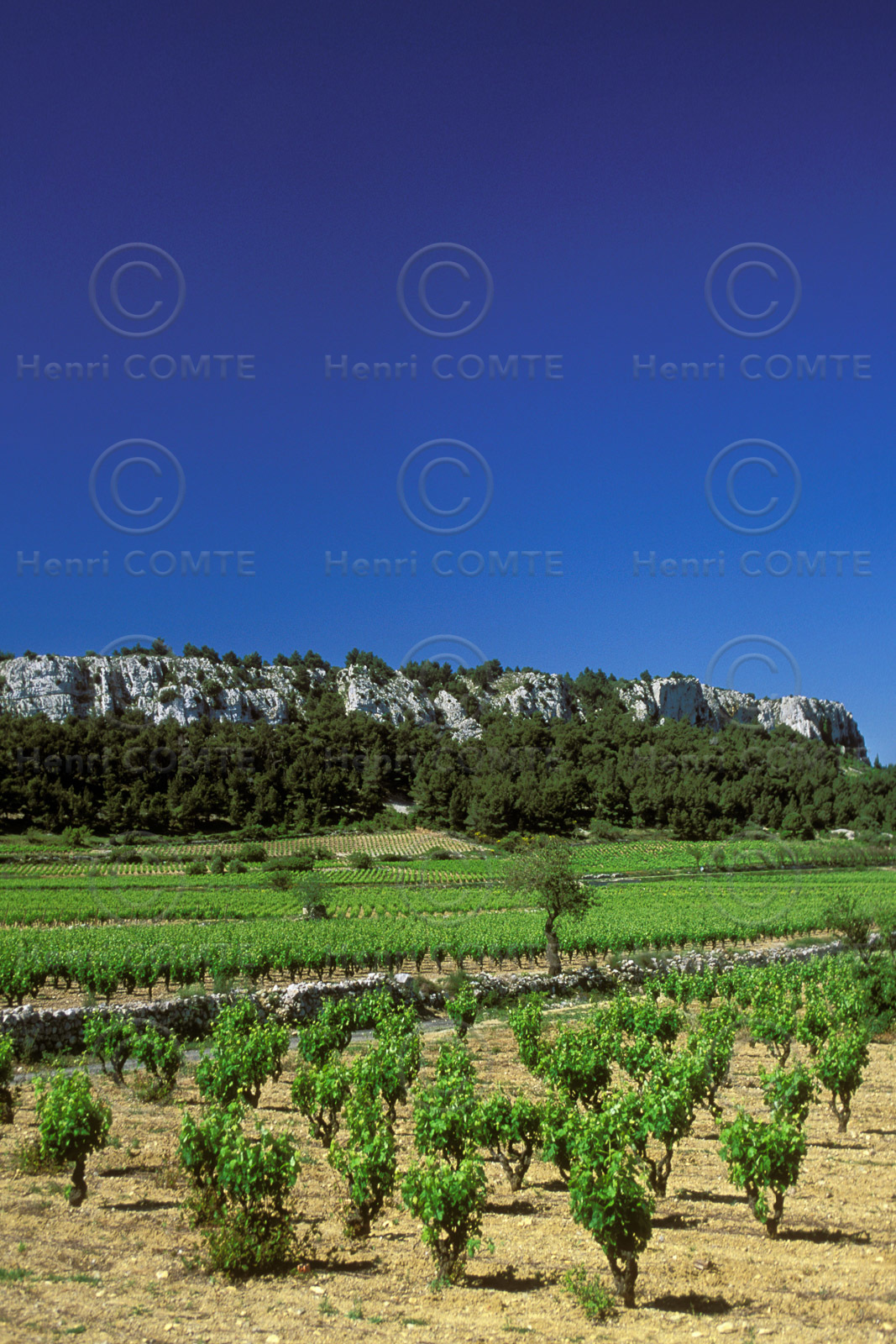 Vignoble des Corbieres