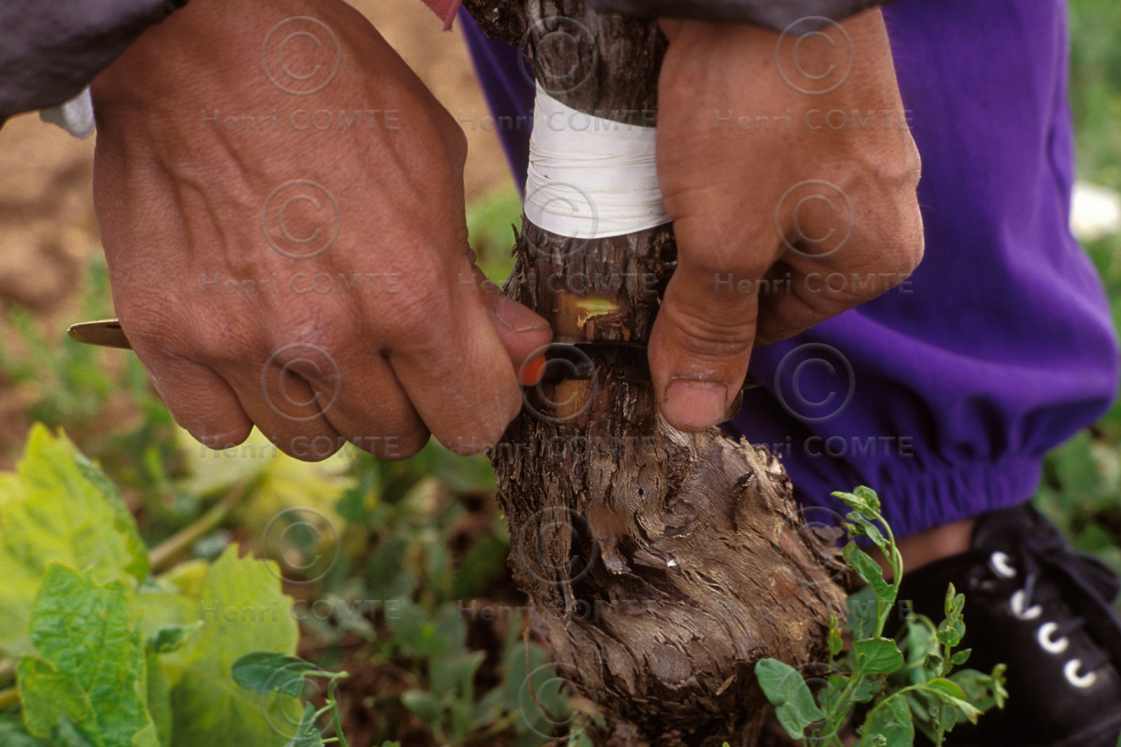 Greffe vigne
