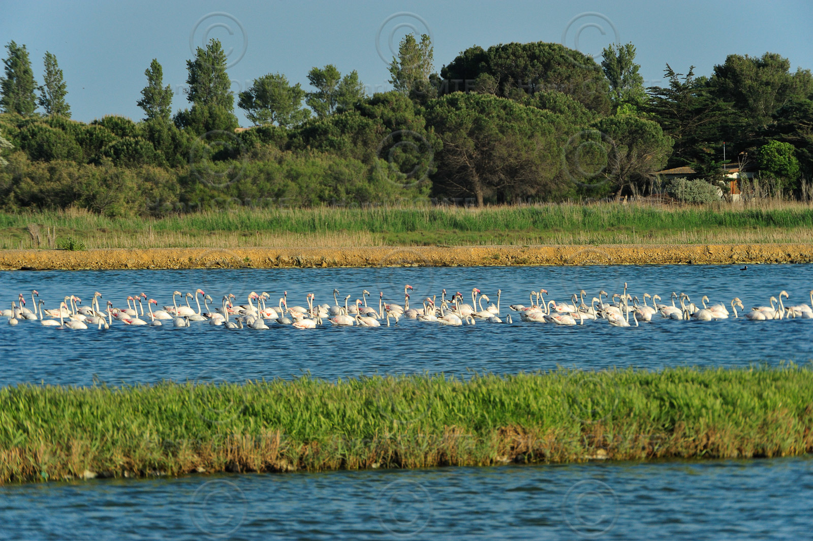 Flamants roses