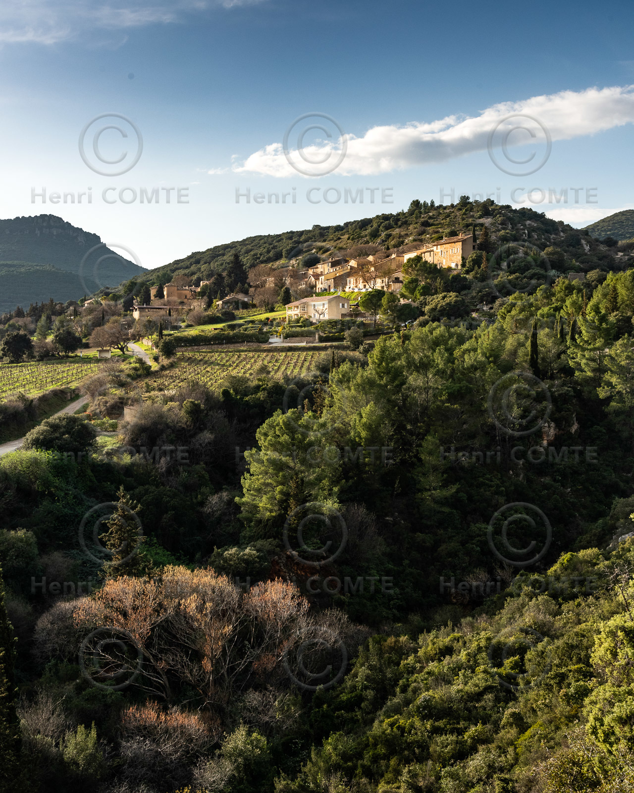 Arboras