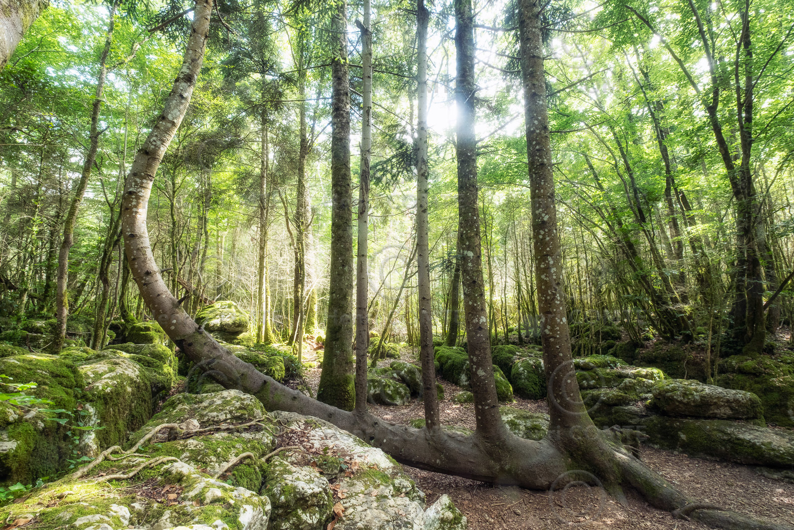 Arbre remarquable