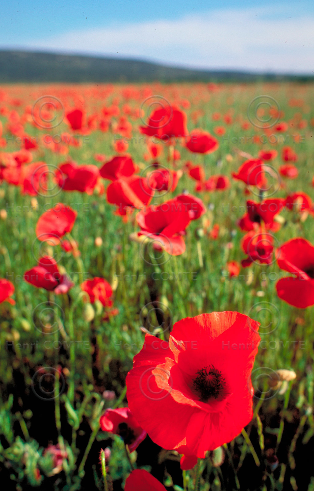 Coquelicot