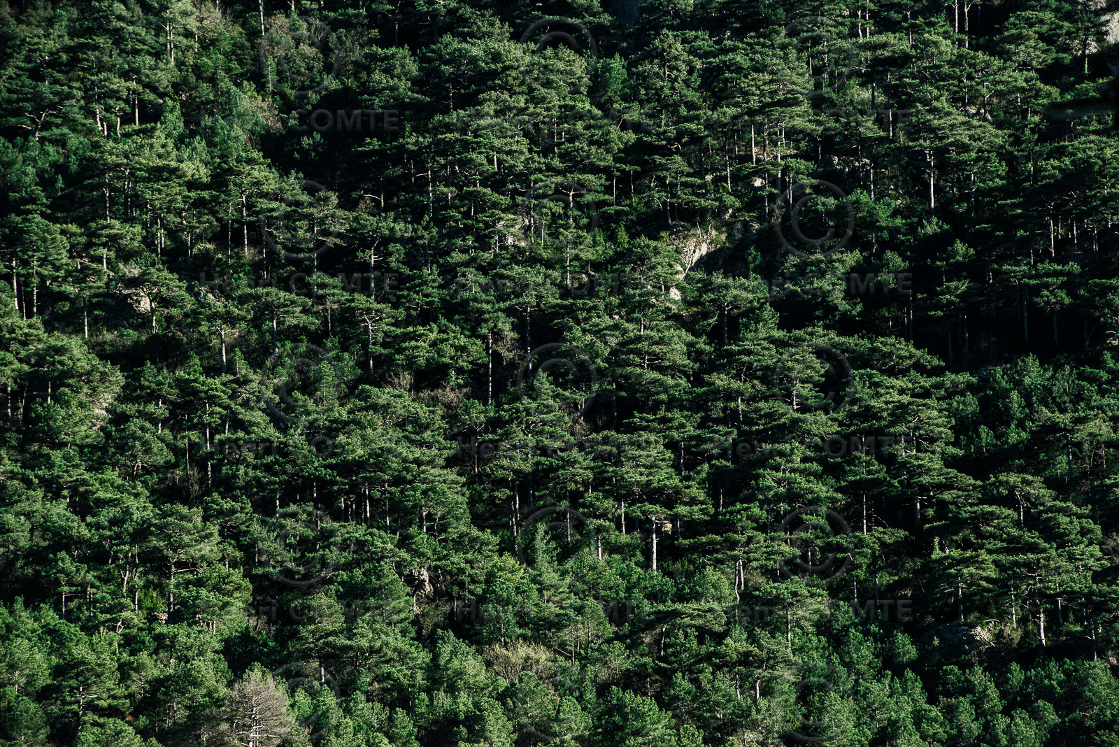 Foret de pins