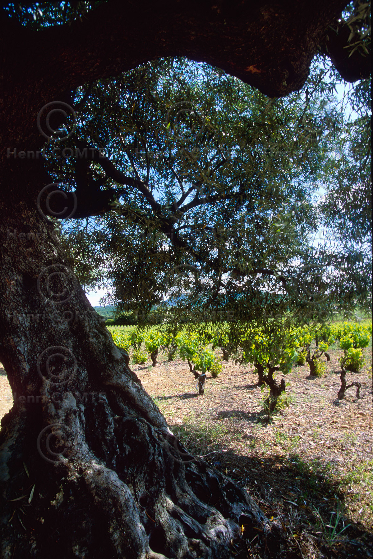 Vigne et olivier