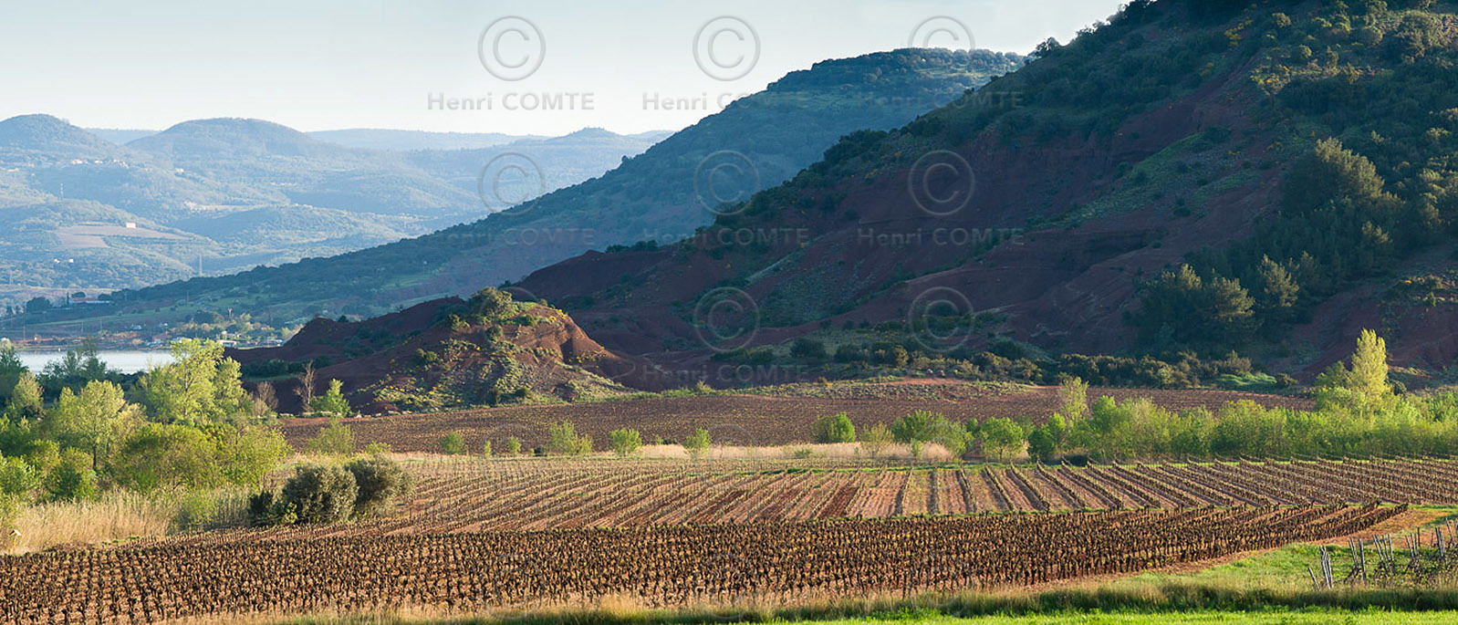 Vignoble du Salagou