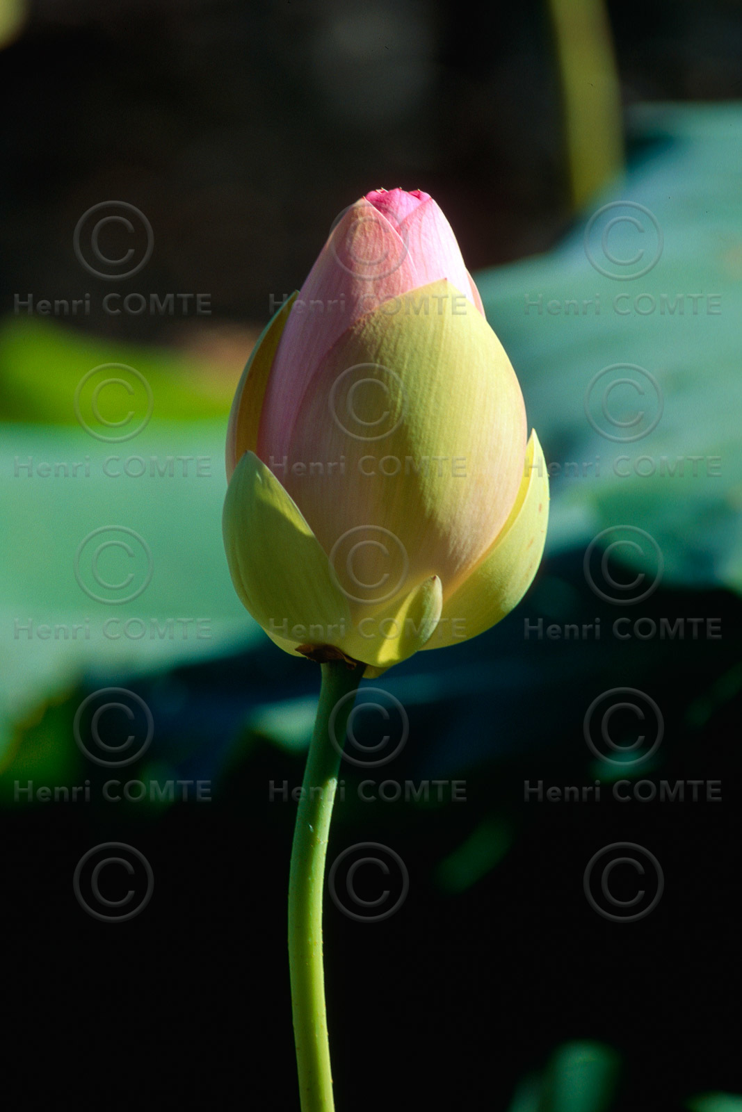 Fleur de lotus