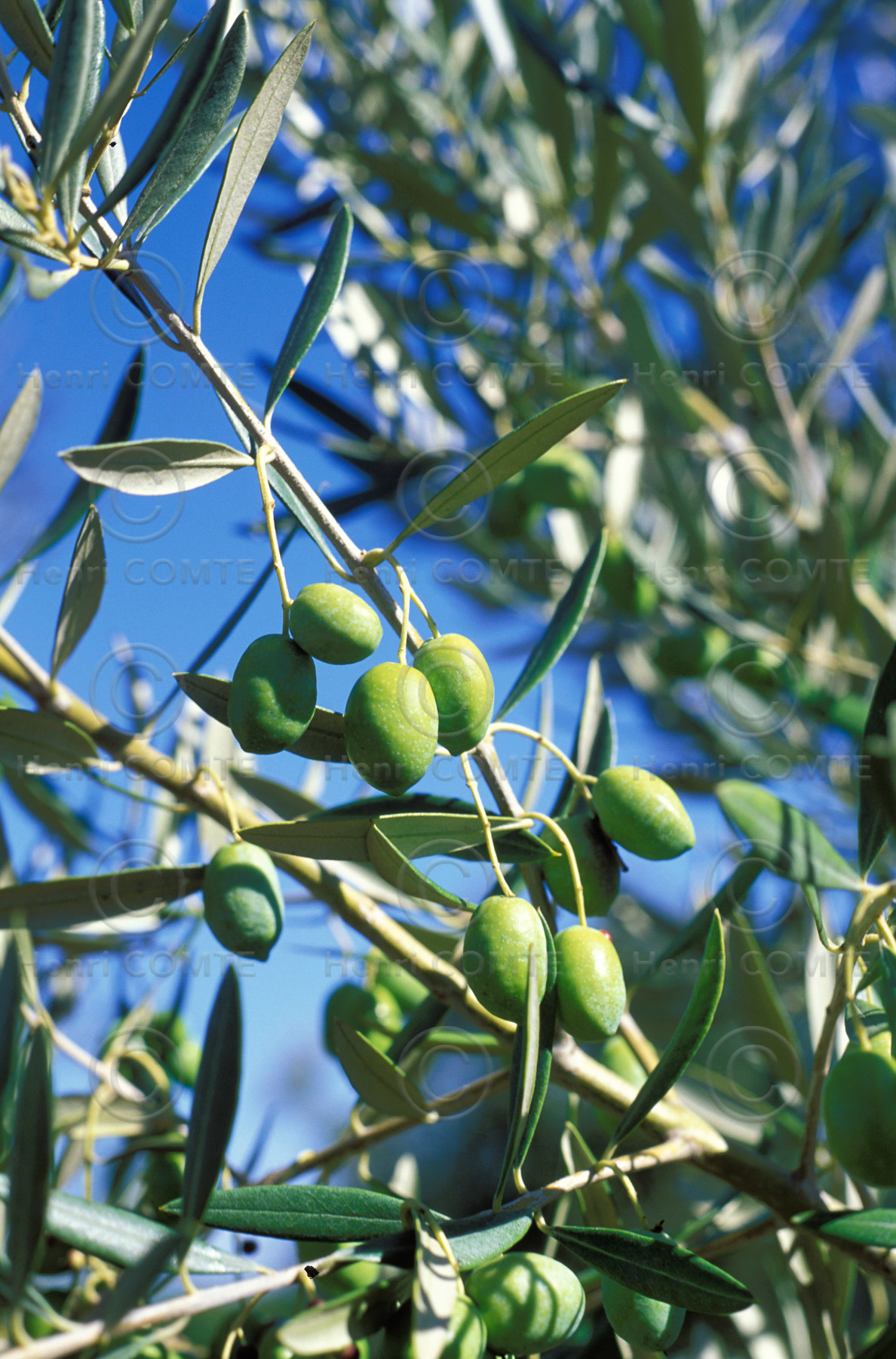 Olives