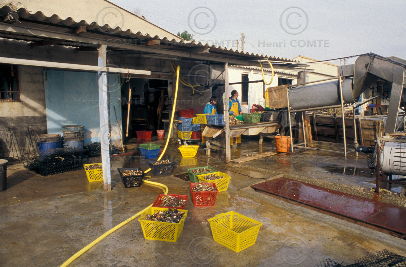 Ostreiculture