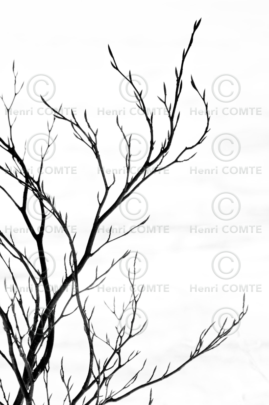 Arbre