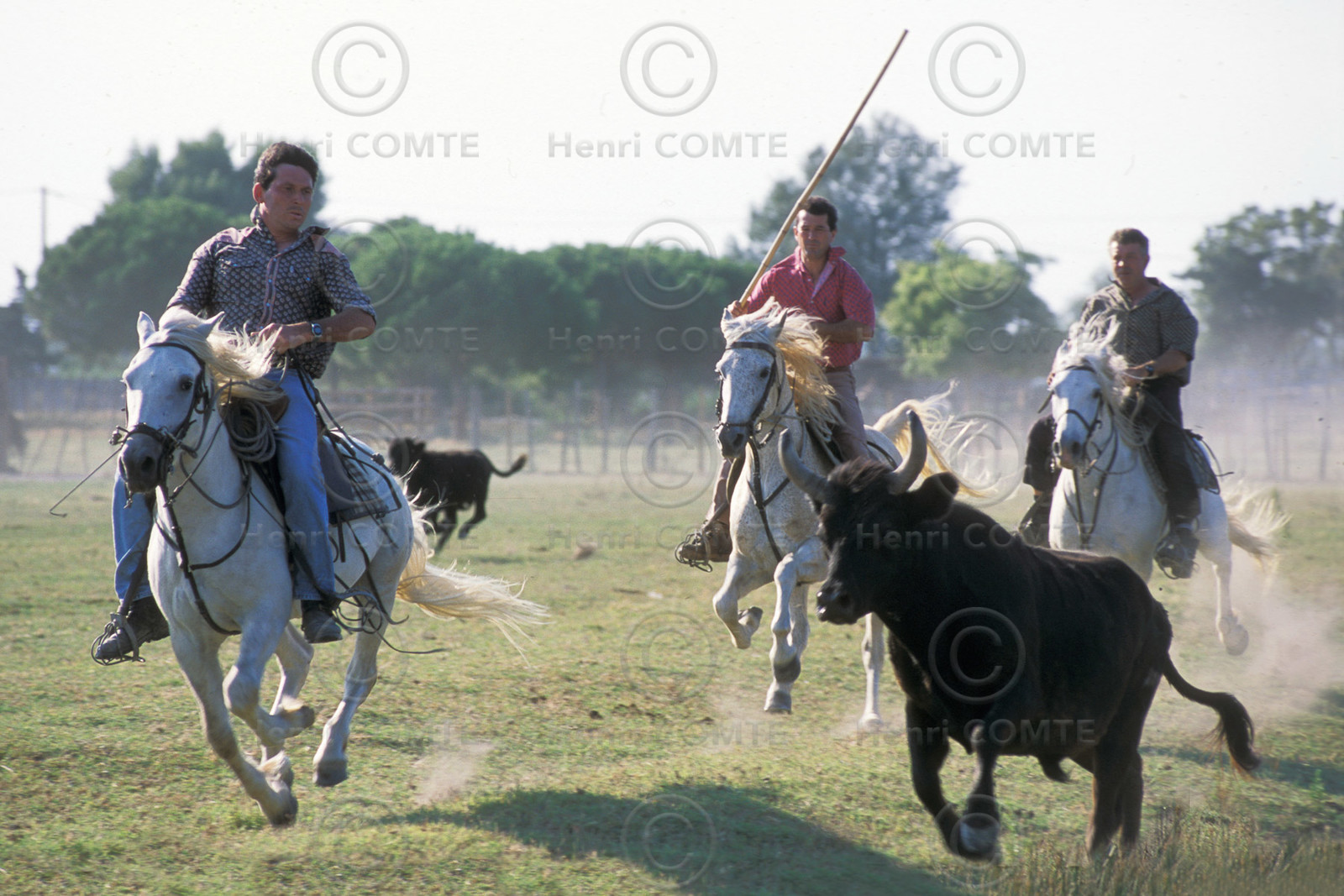 Bouvine en camargue