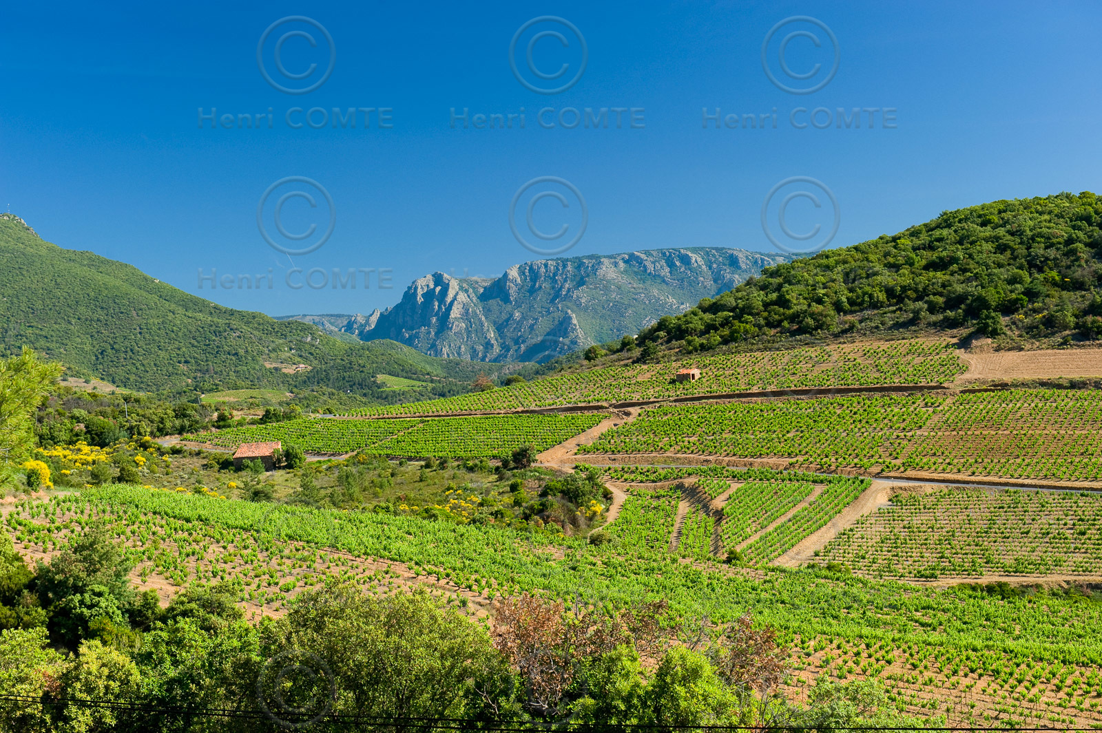 Vignoble Saint Chinian