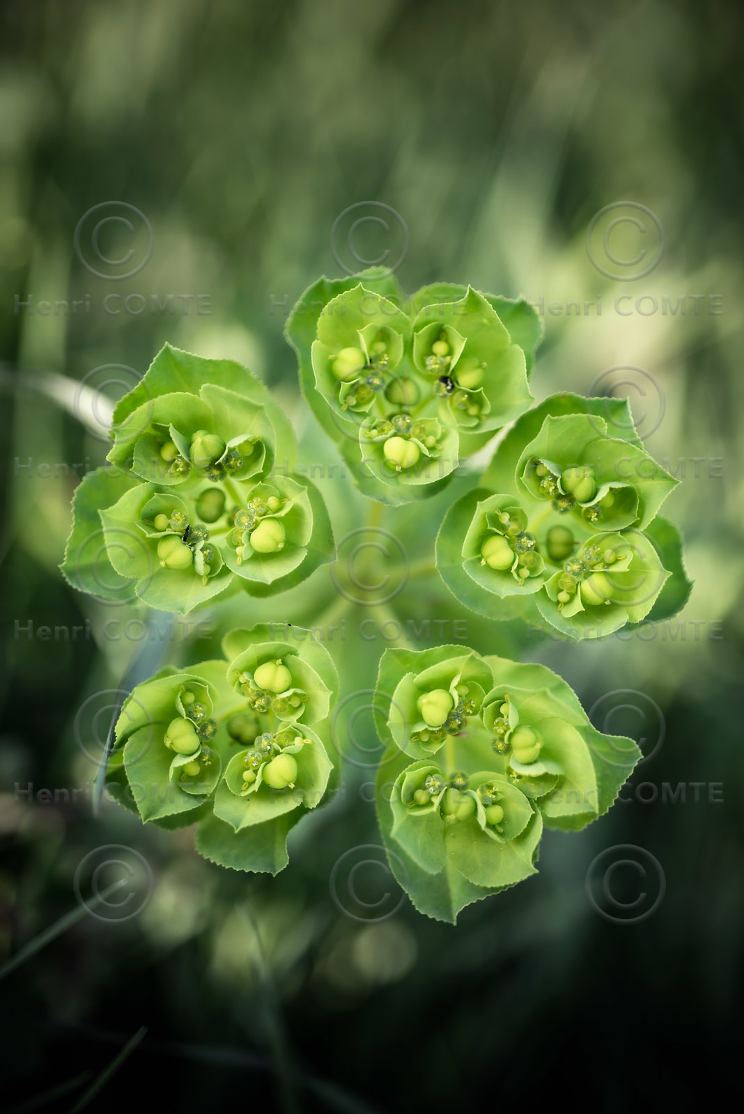 Euphorbe