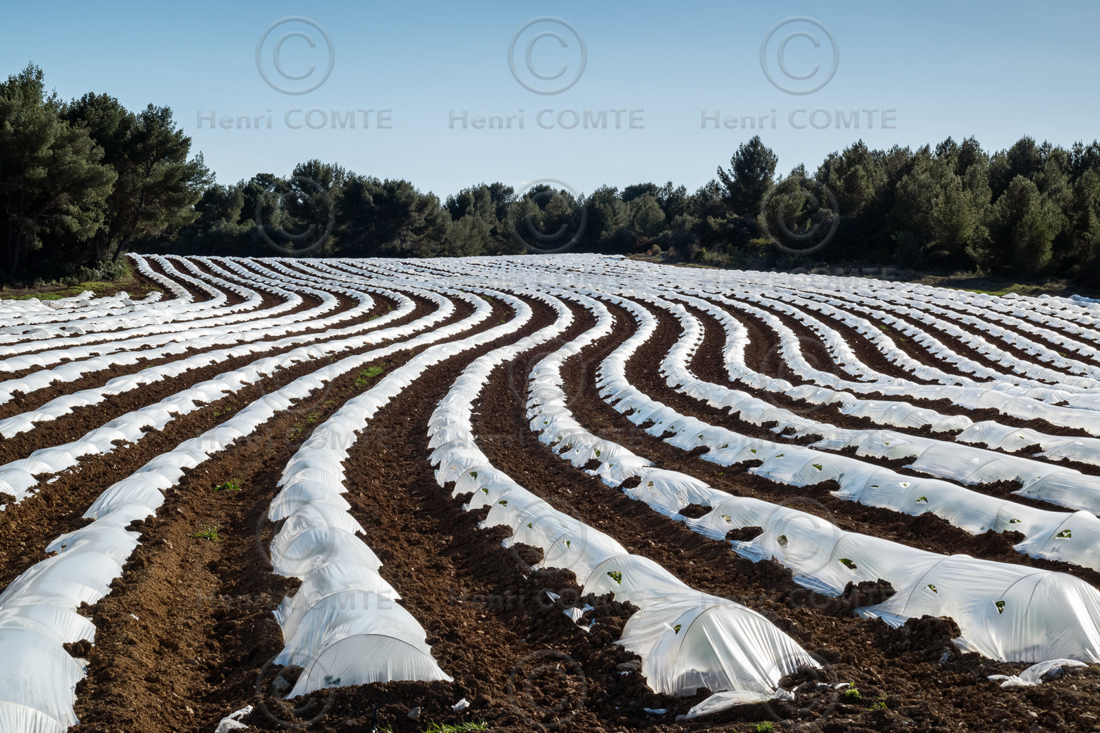 Champ de melons