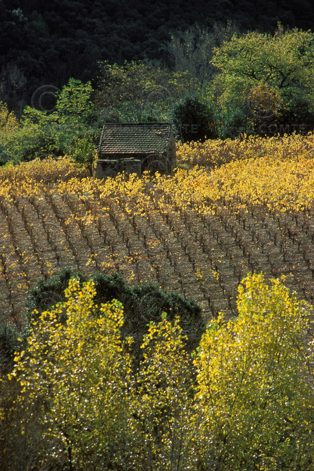 Vignoble Saint Chinian