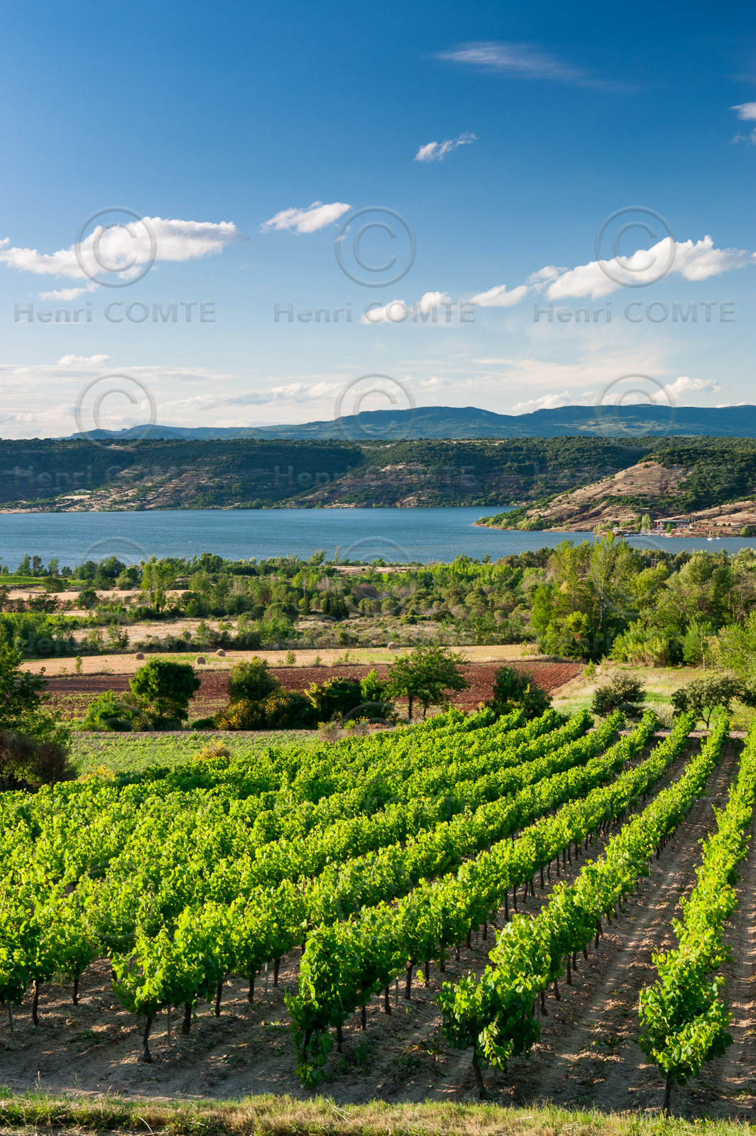 Vignoble Salagou