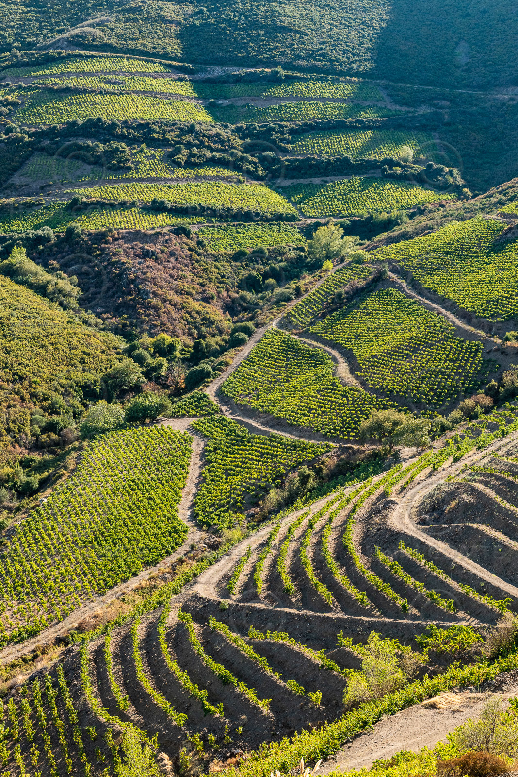 Vignoble Collioure Banyuls