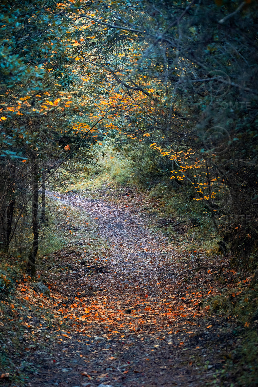 Paysage forestier