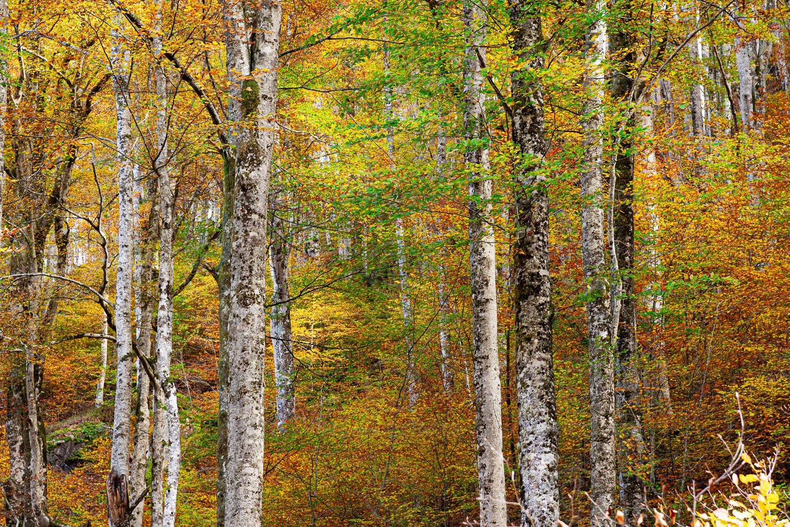 Foret à l'automne