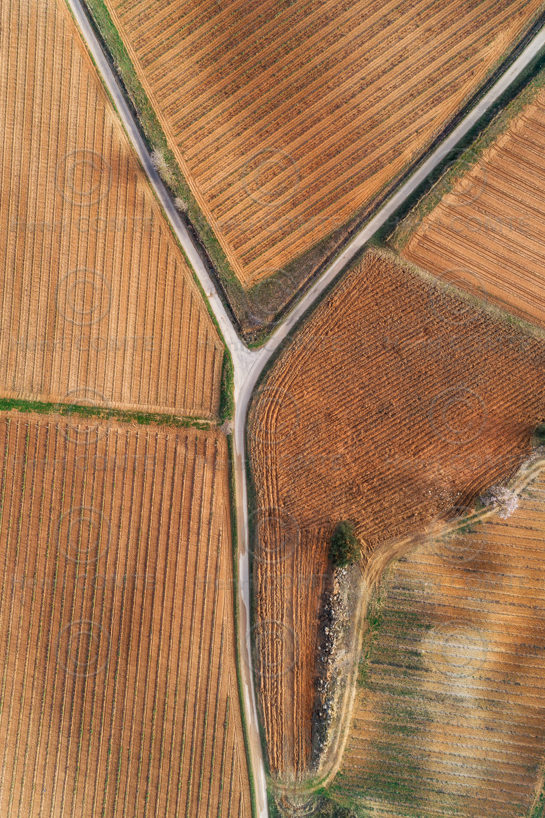 Vignoble Pinet
