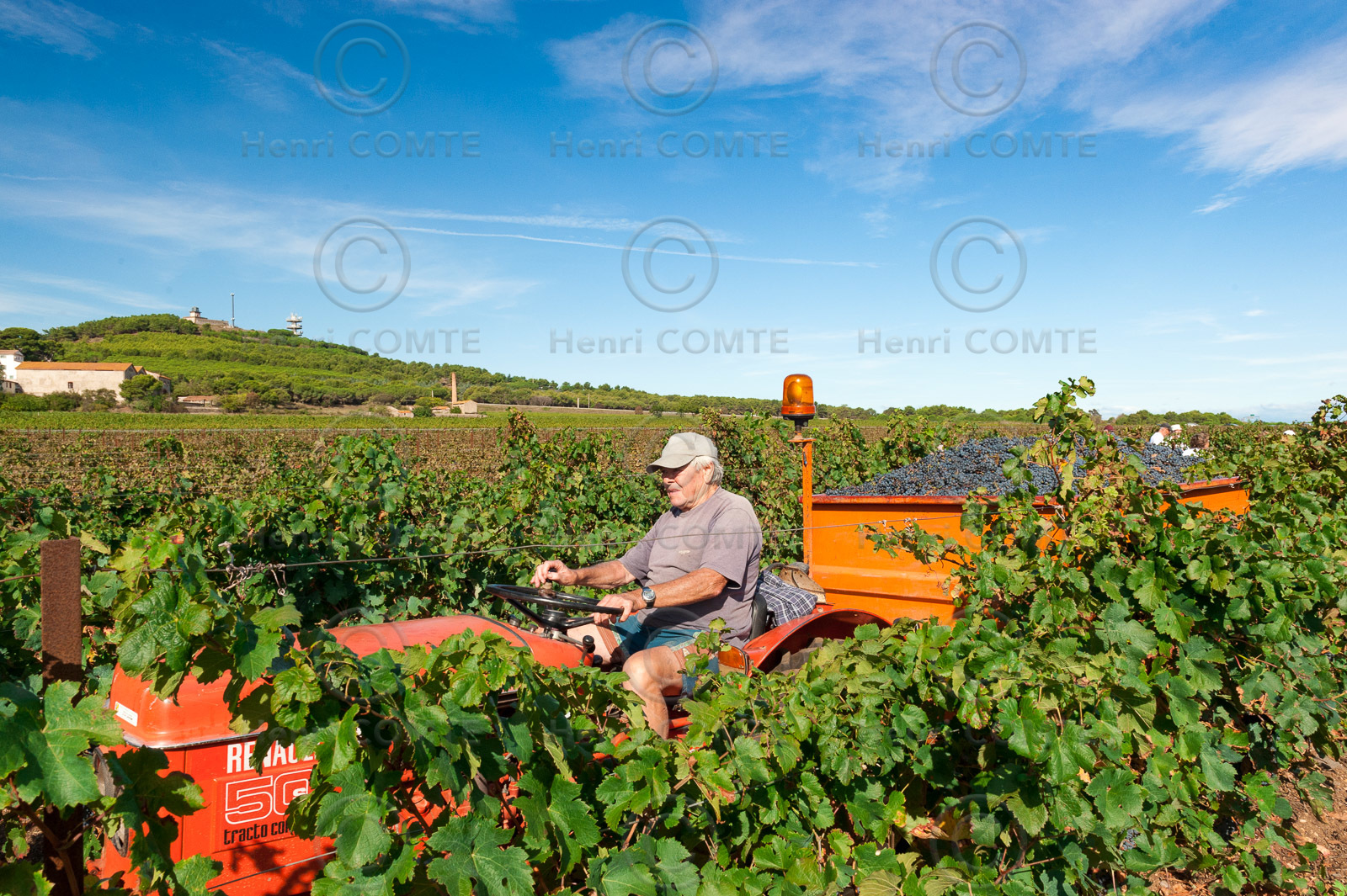 Vendanges