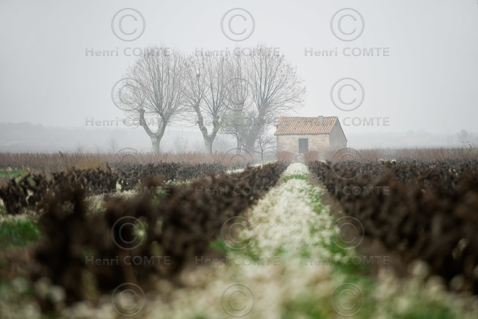 Vignoble en hiver