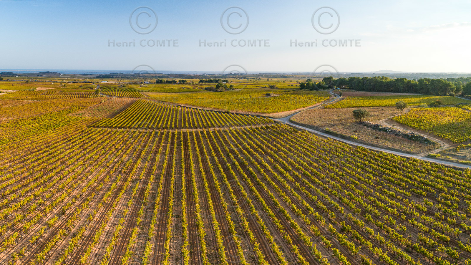 Vignoble de Pinet