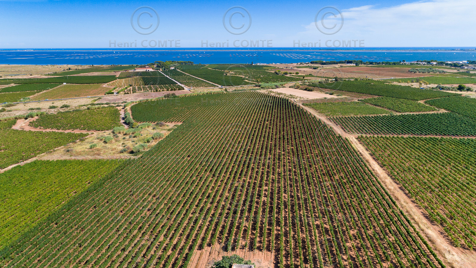 Vignes Pays de Thau