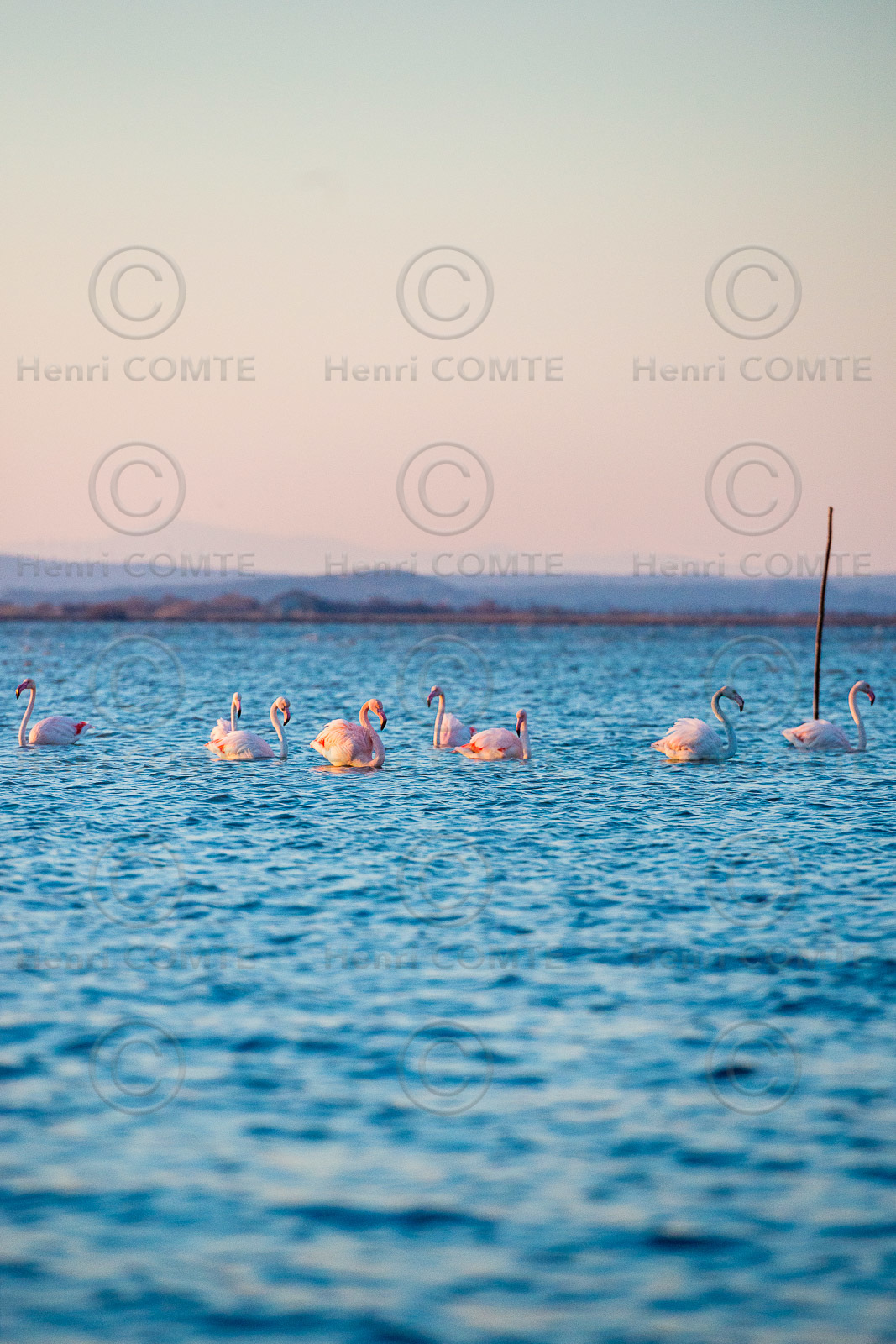 Etang de Bages