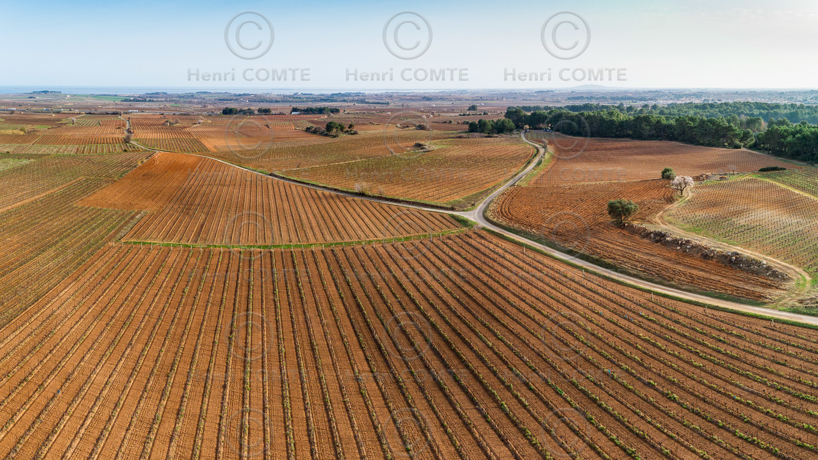 Vignoble Pinet