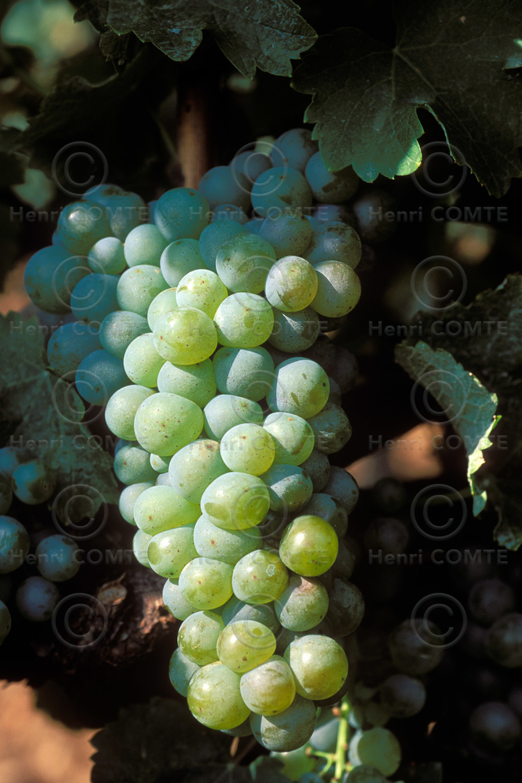Grappe de raisins