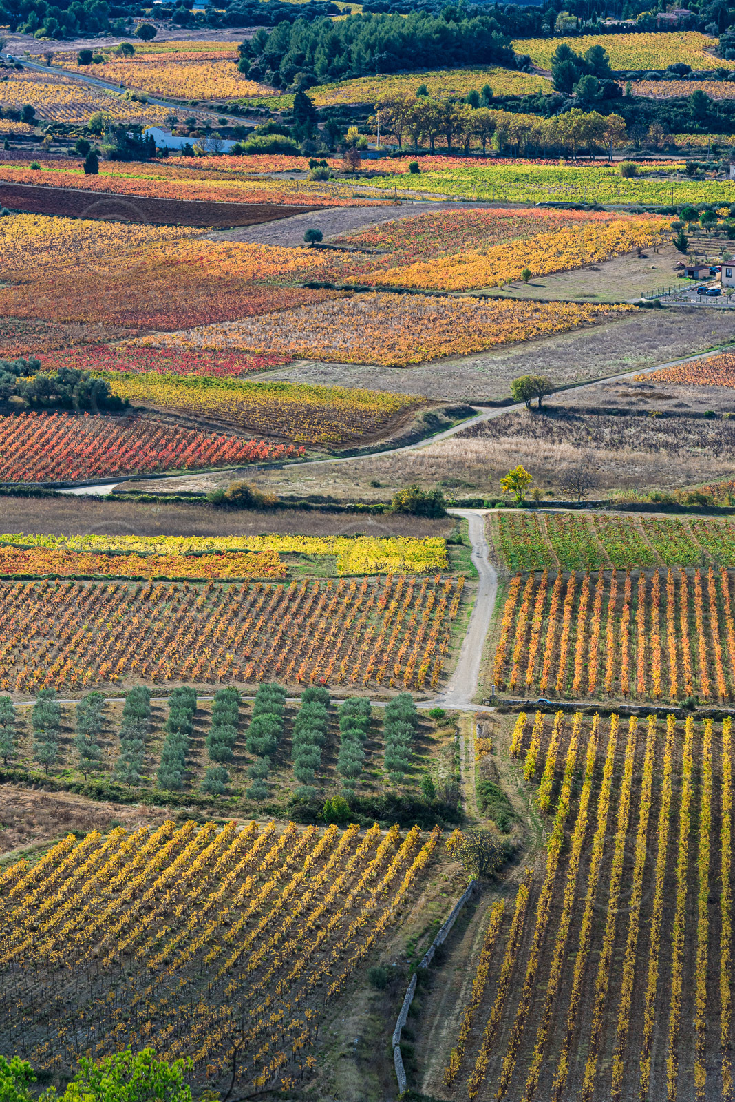 Vignoble de Montpeyroux