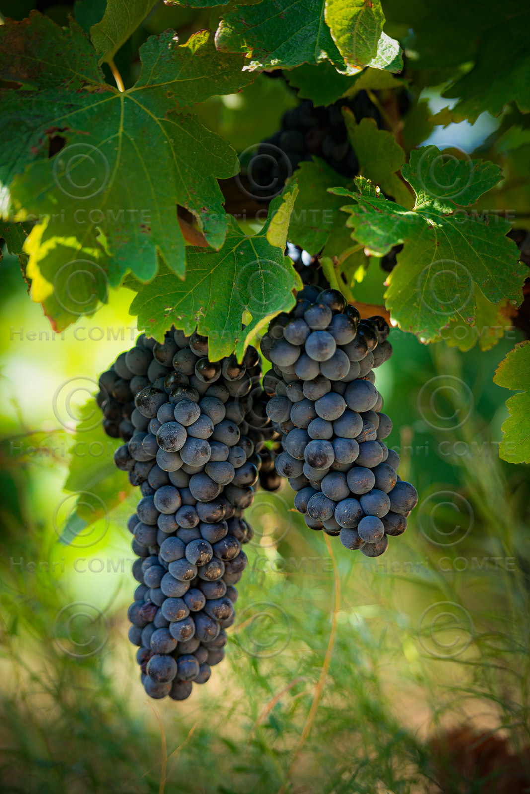 Grappe de raisin