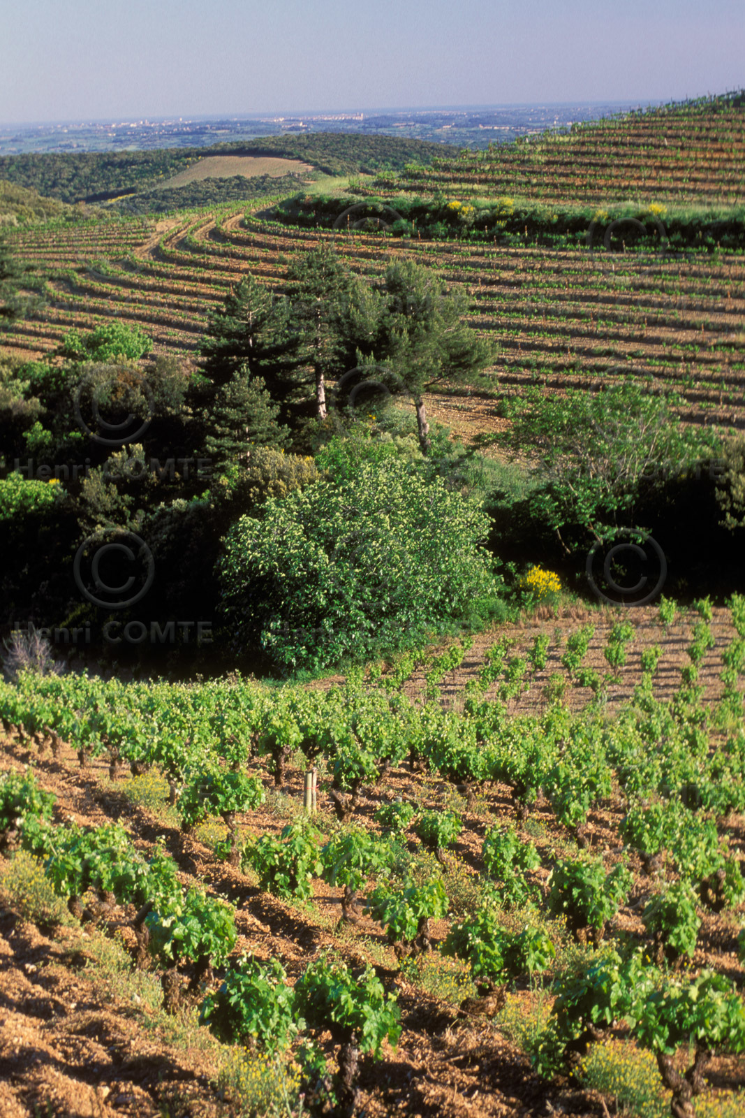 Vignoble de Faugeres
