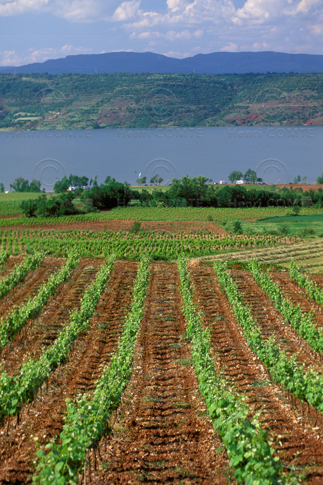 Vignoble du Salagou