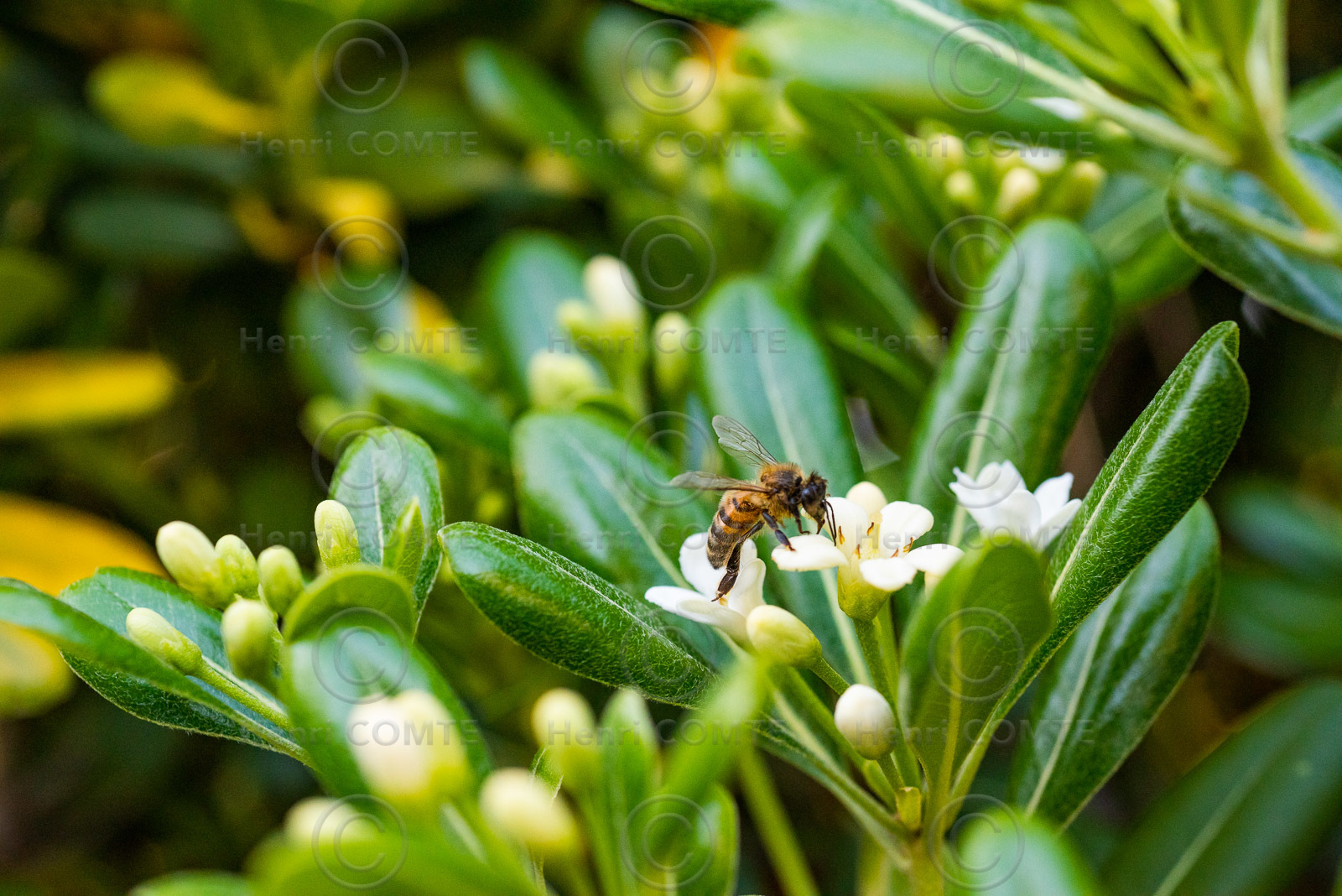 Abeille noire