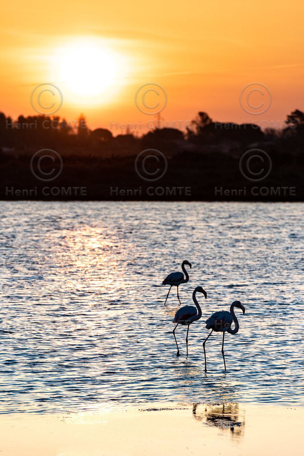 Flamants roses