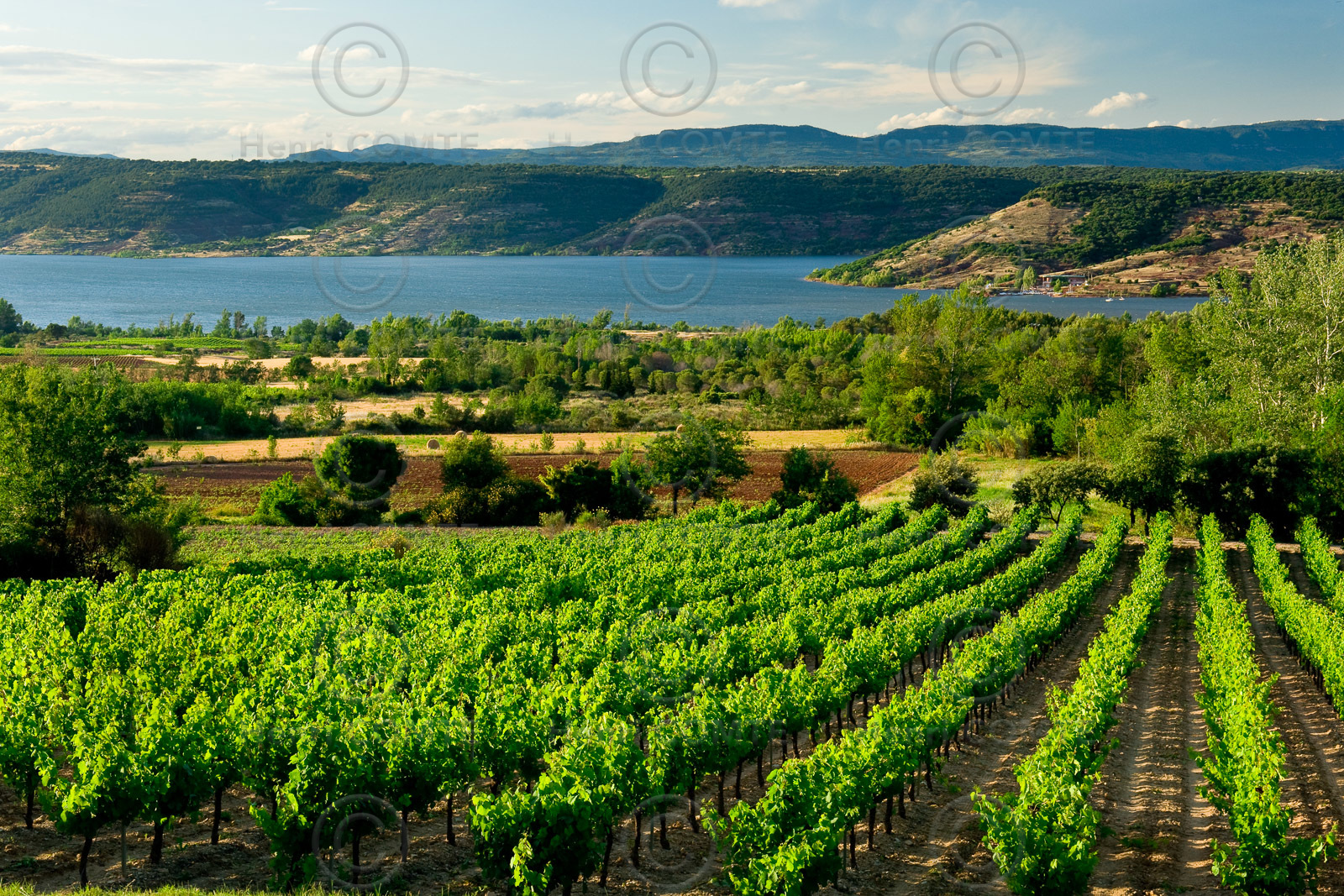 Vignoble du Salagou