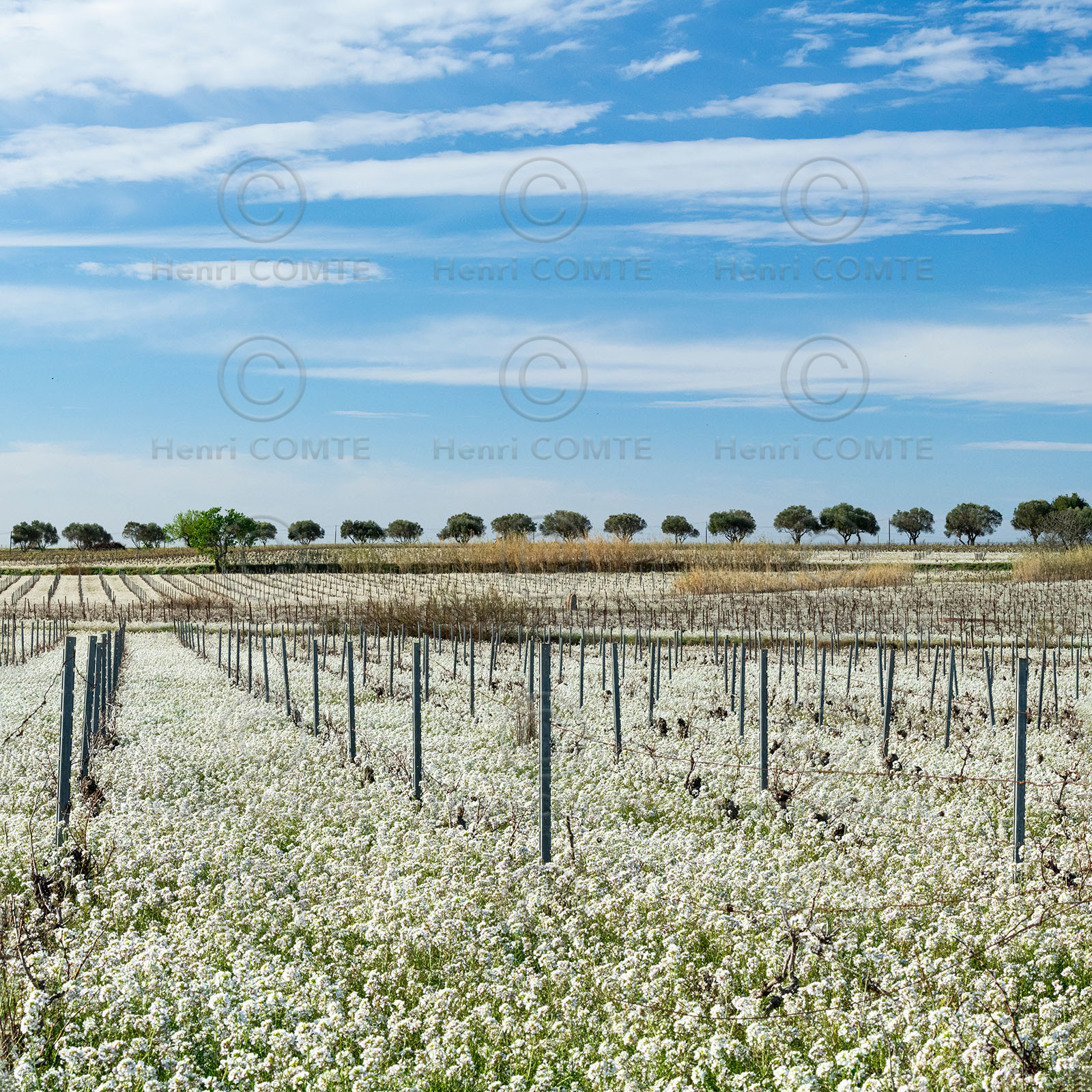 Fleurs et vignes