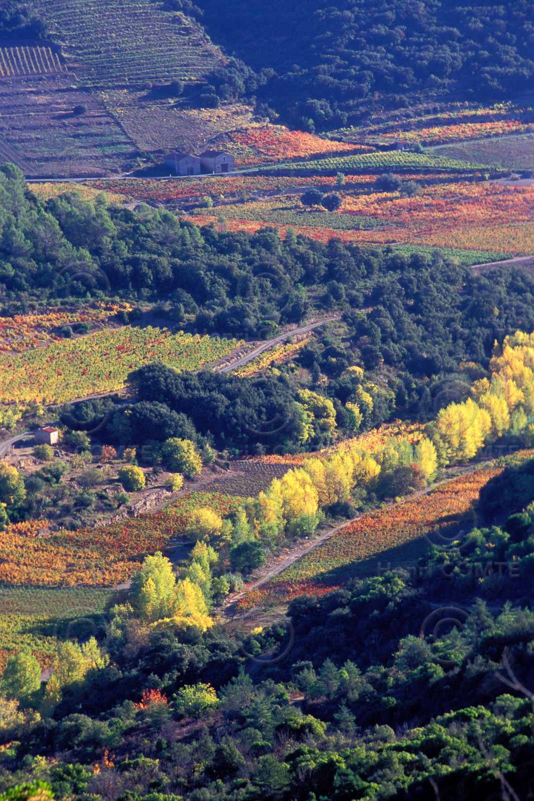 Vignoble Saint Chinian