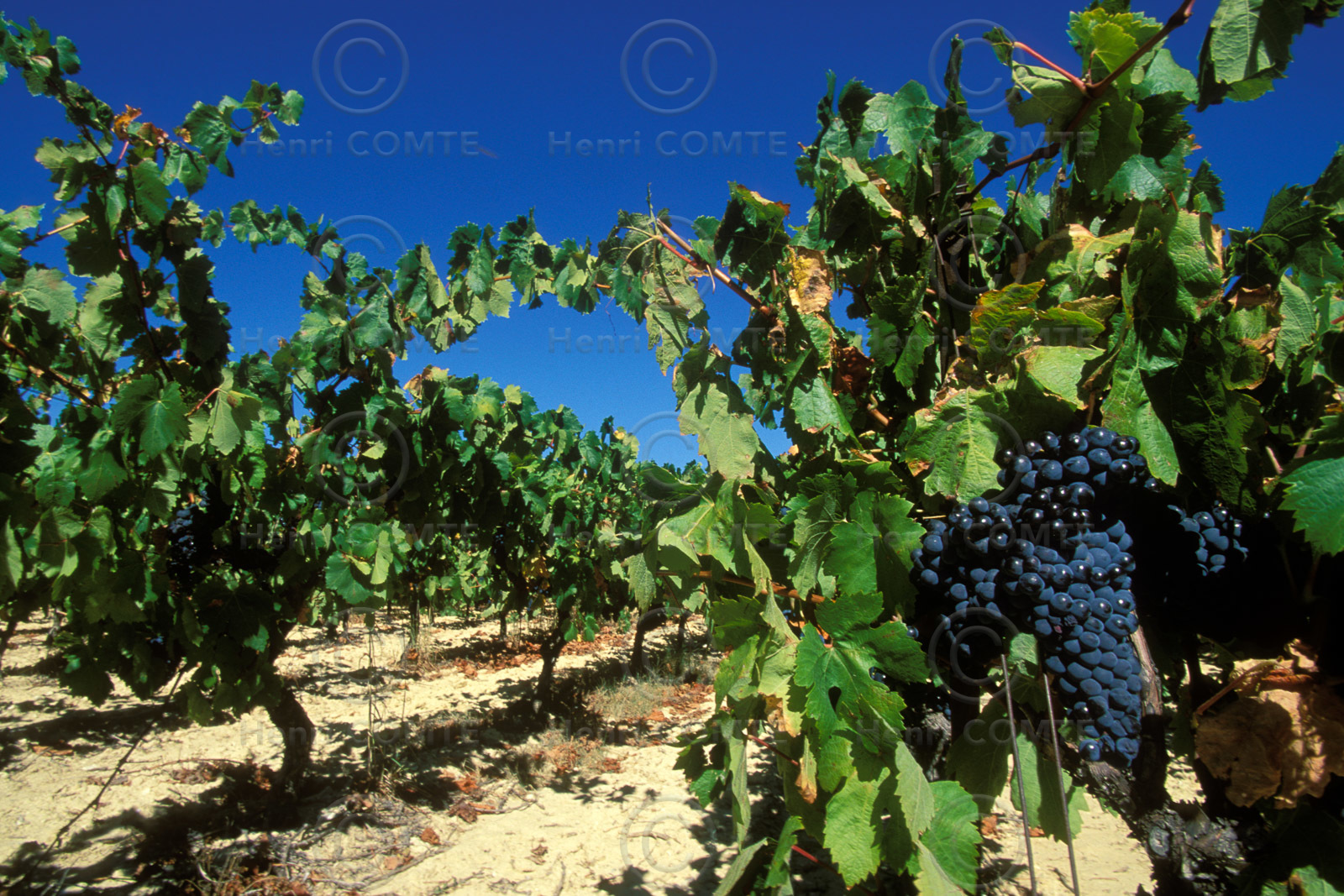 Vignes raisins