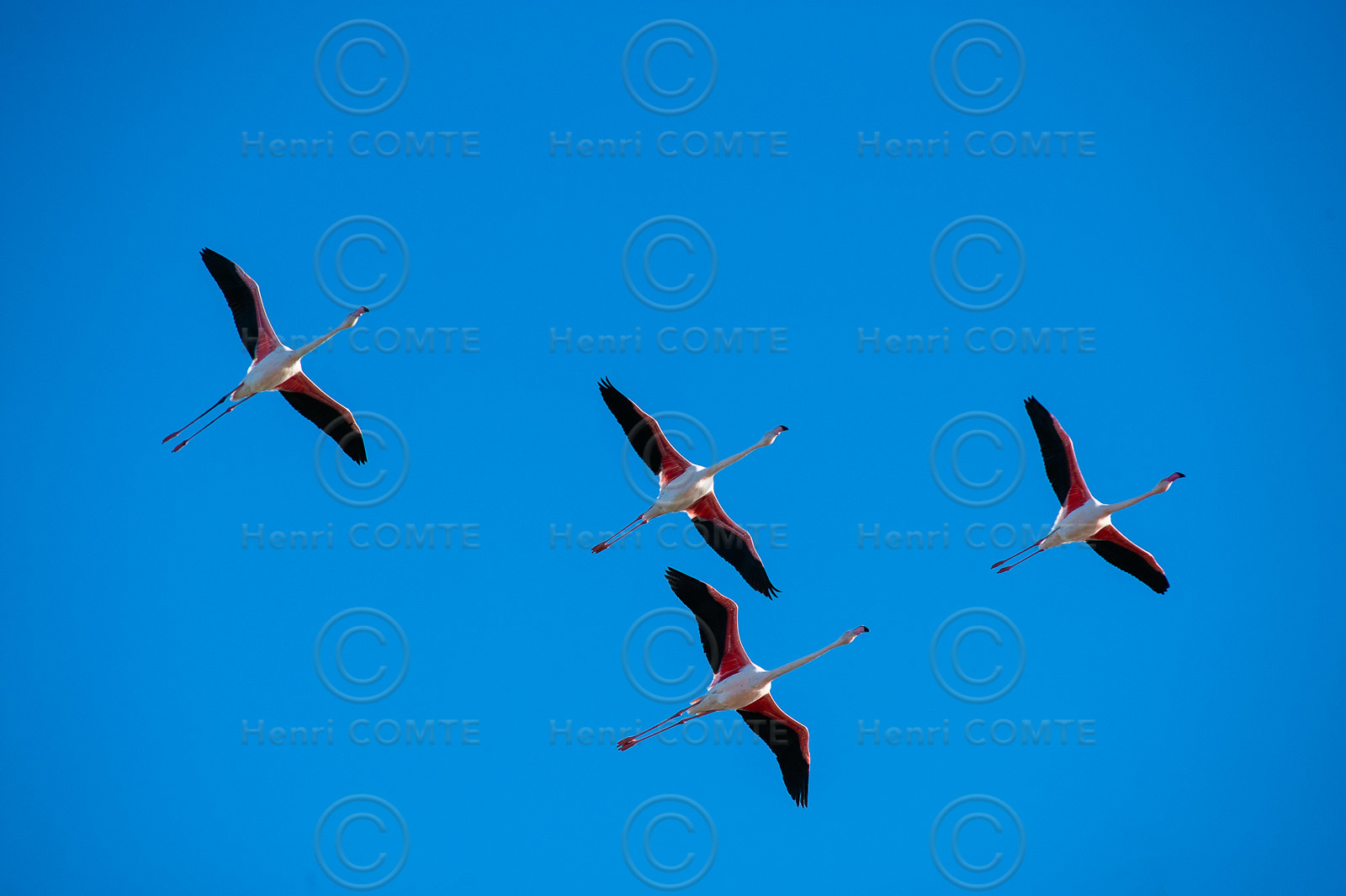 Flamants roses