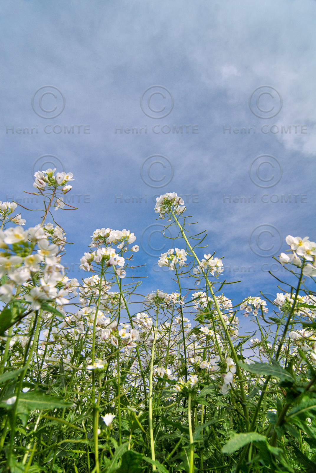 Fleurs des champs