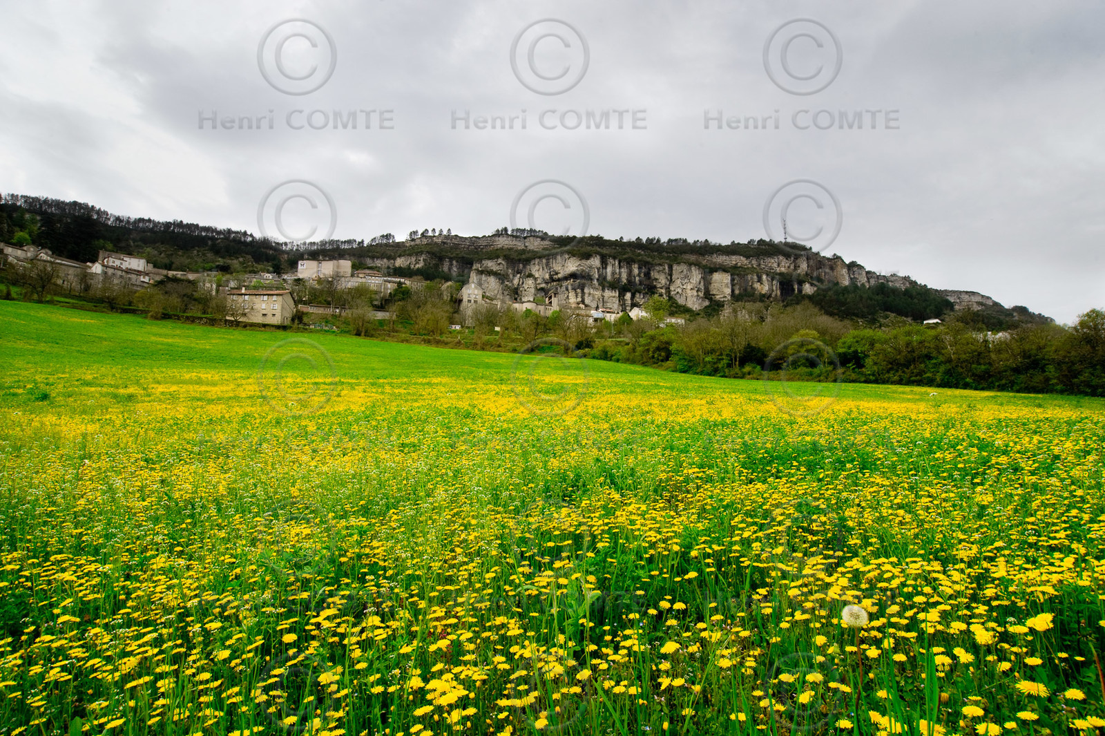 Roquefort