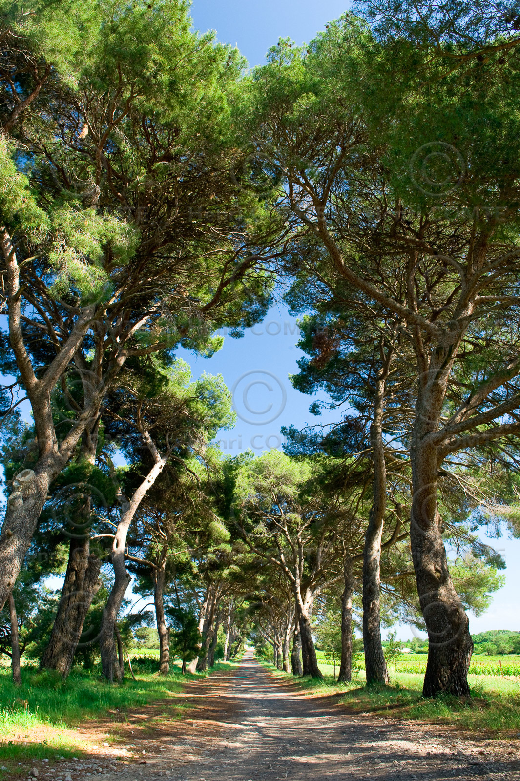 Allée de pins
