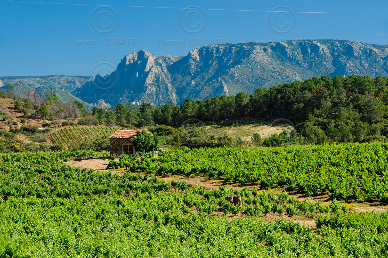 Vignoble Saint Chinian