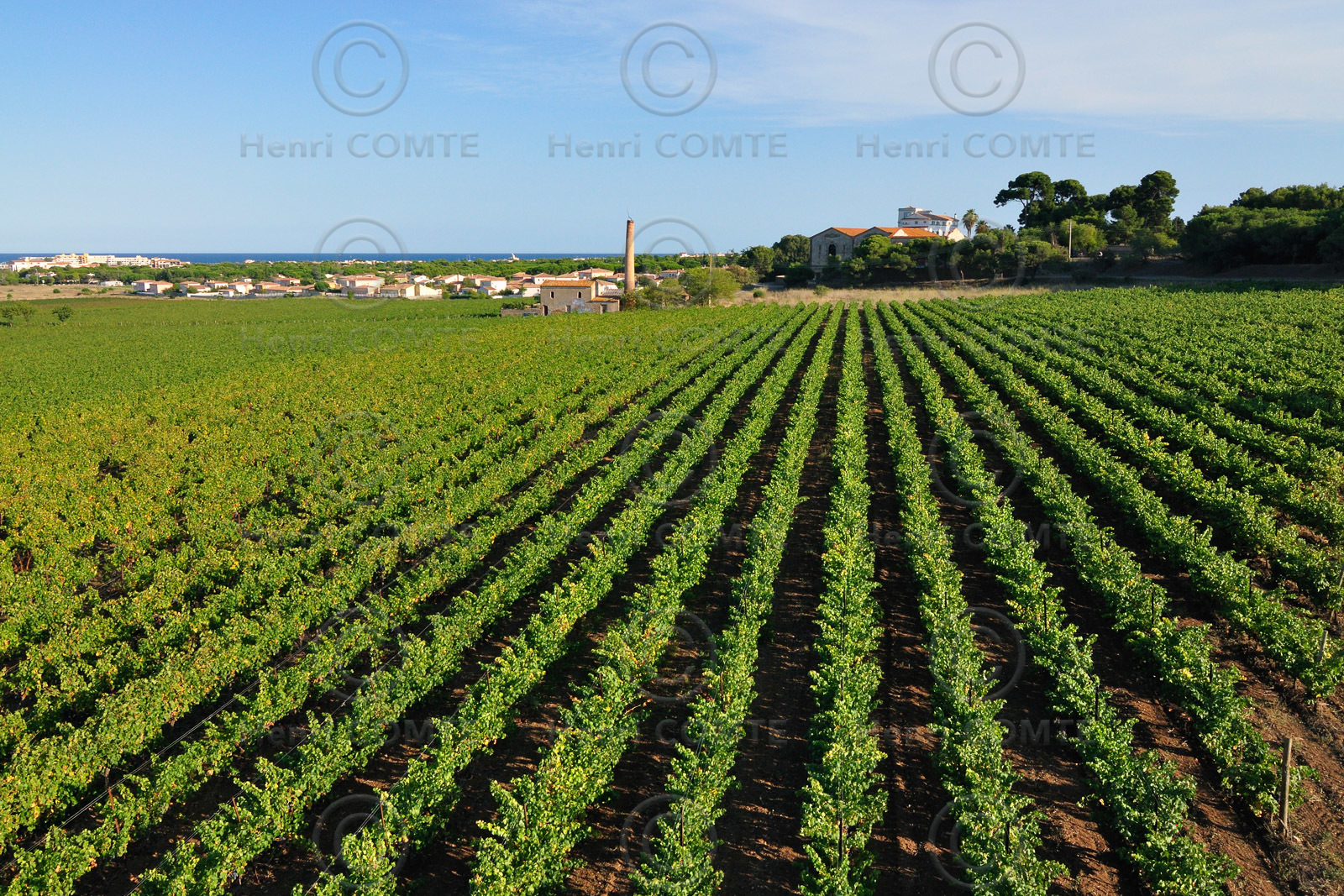 Vignes Cap d'Agde