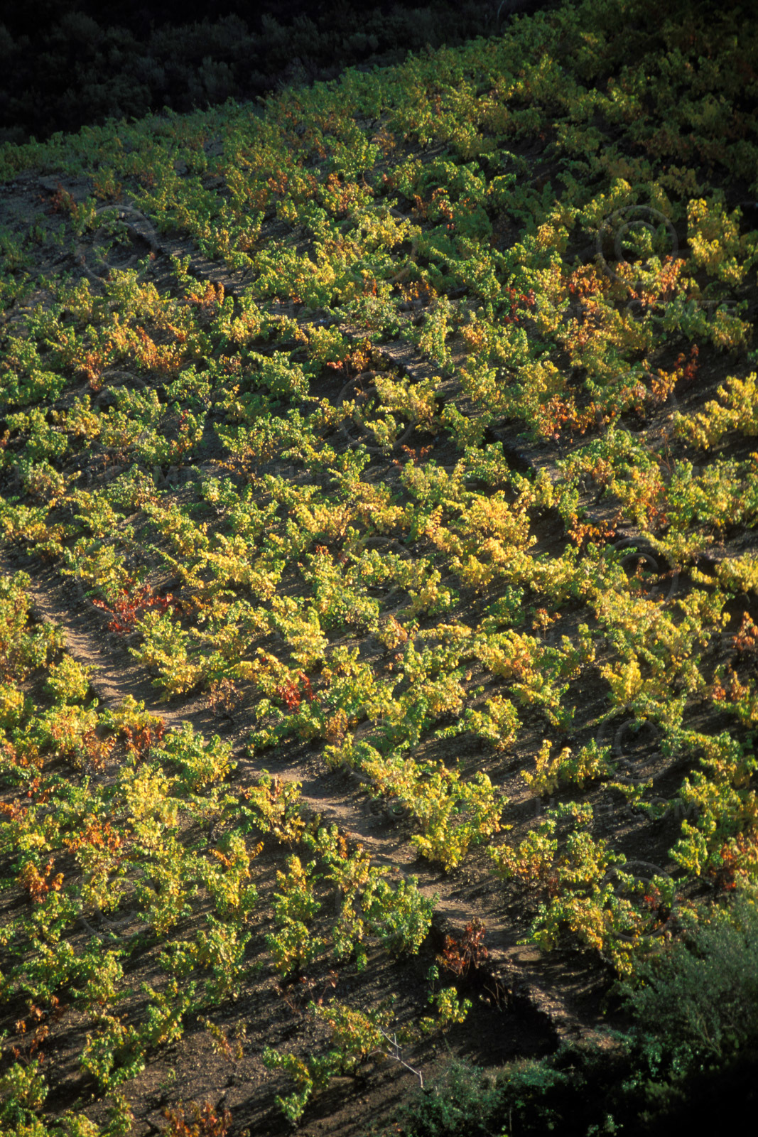 Vignoble du Roussillon