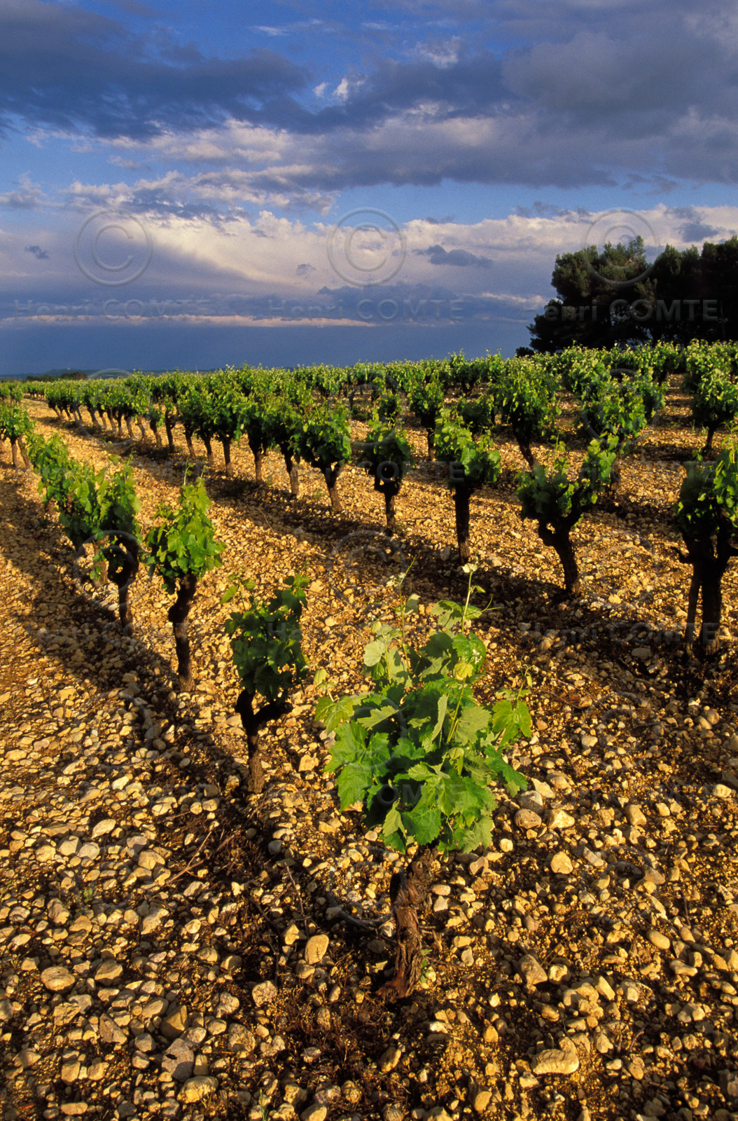 Vignoble Saint Chinian